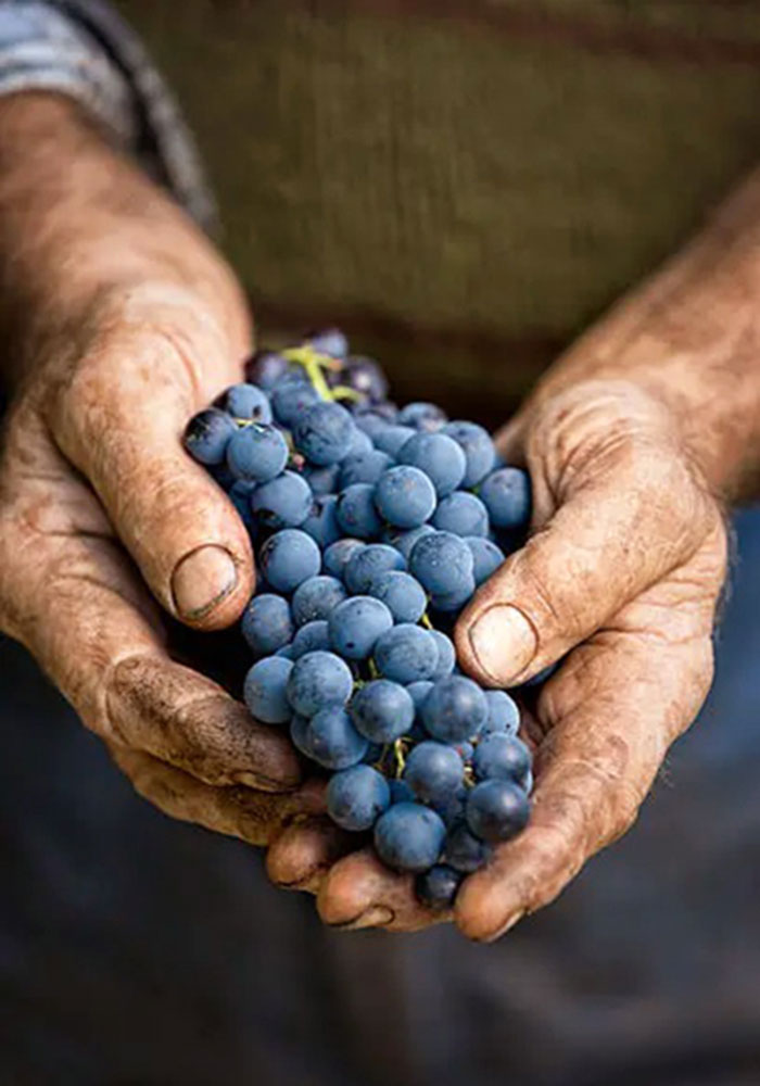 WINE CLUB INVEST